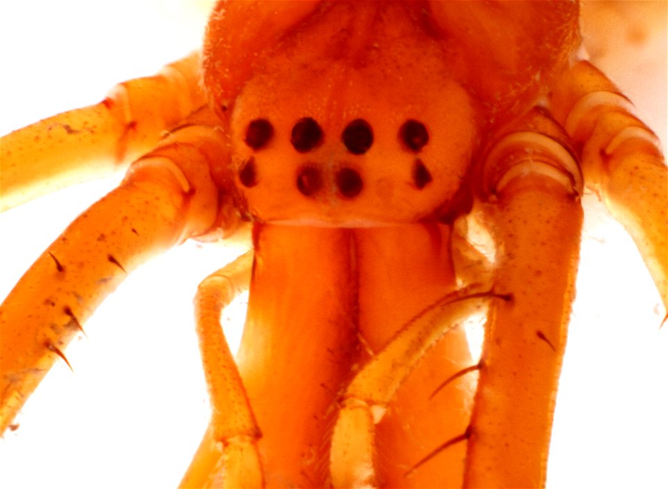 Anterior view of Long-Jawed Orbweaver (family Tetragnathidae)
