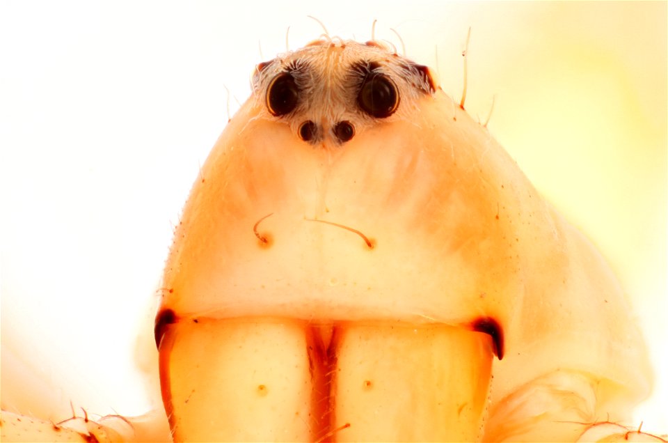 Anterior view of a Lynx Spider (family Oxyopidae) photo