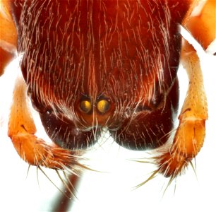 Dorsal view of a spider from the Araneidae family photo