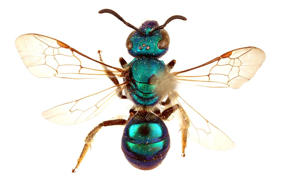 Augochlorella pura