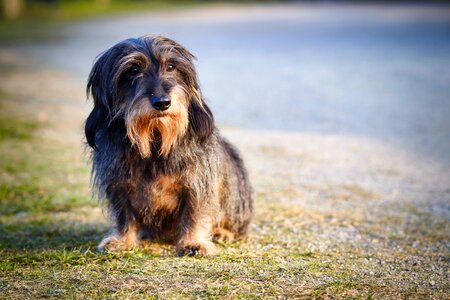 Pet animal portrait doggy style photo