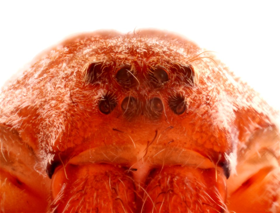 Anterior view of Pisaurina mira (Nursery Web Spider, family Pisauridae)