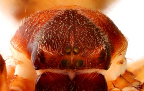 Anterior view of a spider from the Araneidae family