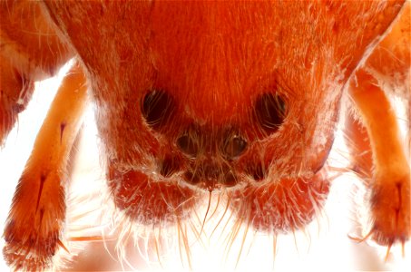 Dorsal view of Pisaurina mira (Nursery Web Spider, family Pisauridae) photo