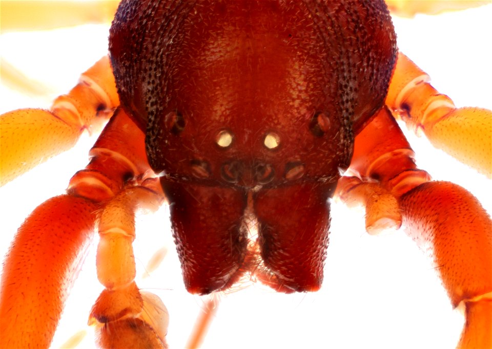 Dorsal View of Trachelas volutus photo