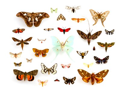 Assorted Moths (Lepidoptera) in the University of Texas Insect Collection