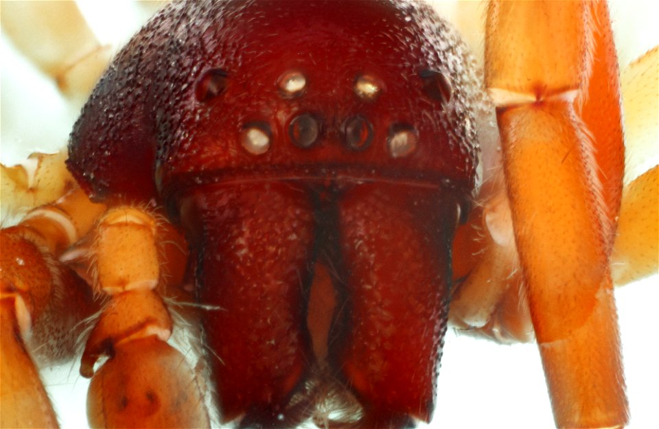 Anterior View of Trachelas volutus photo