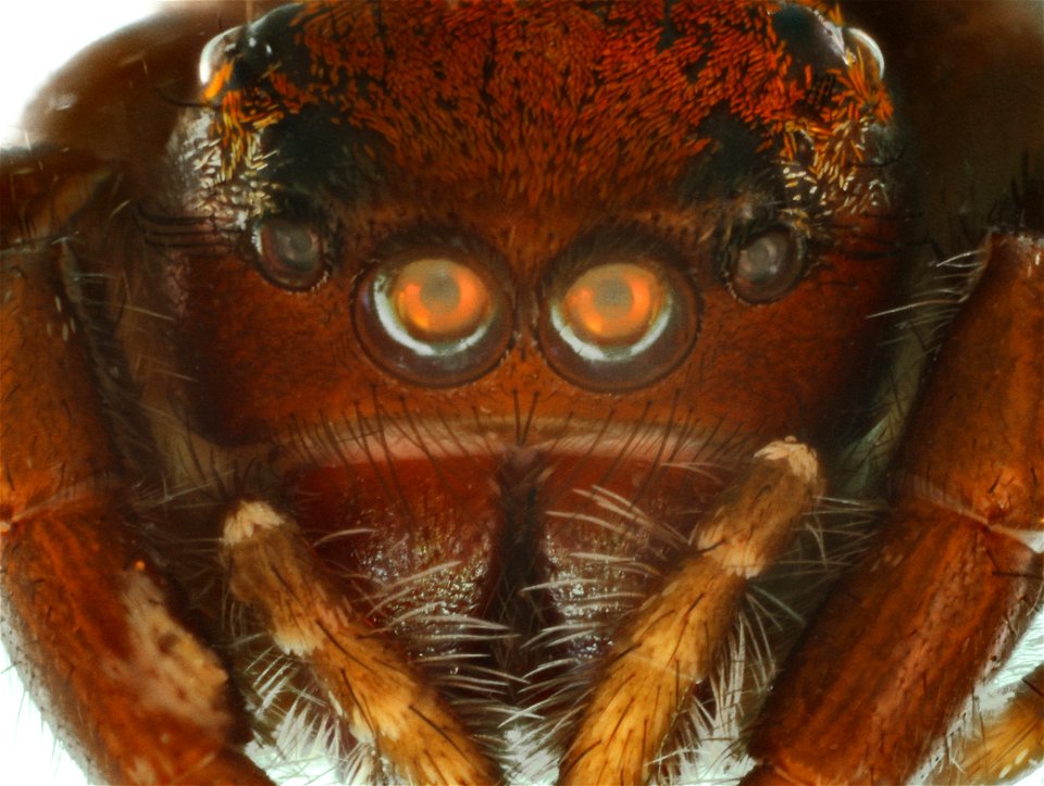 Jumping Spider, Anterior view (Family Salticidae)