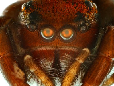 Jumping Spider, Anterior view (Family Salticidae) photo
