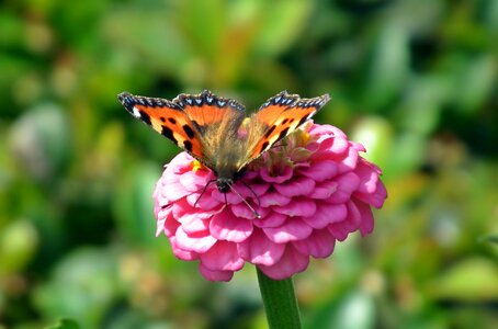 Zinnia nature macro
