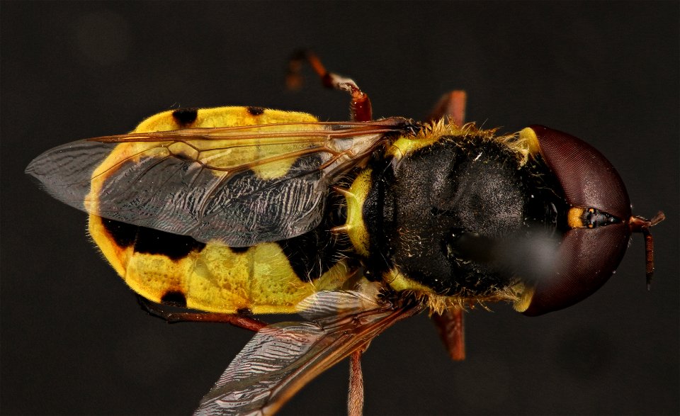 Stratiomyidae