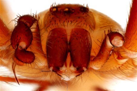 Anterior view of Loxosceles reclusa (Brown Recluse Spider)