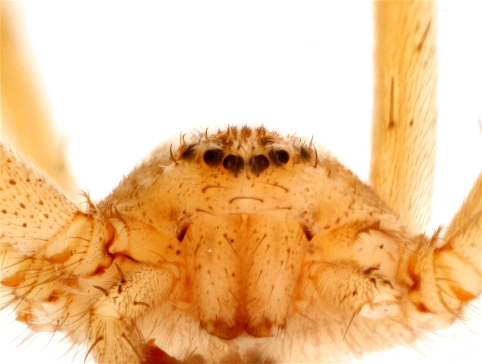 Anterior View of Thanatus vulgaris photo