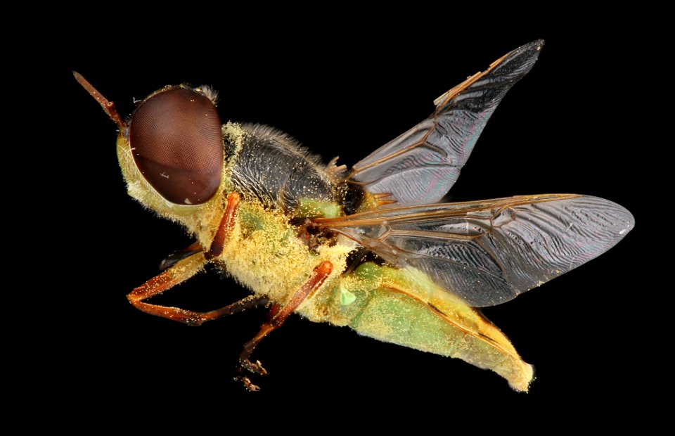 Stratiomyidae