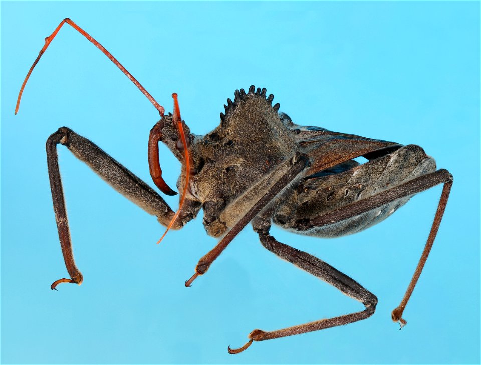 Arilus cristatus