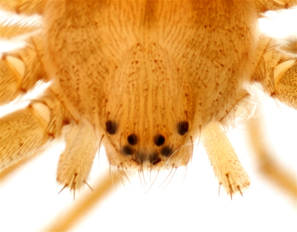 Dorsal View of Thanatus vulgaris photo