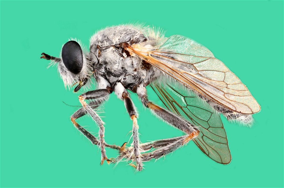 Robber Fly (family Asilidae) photo