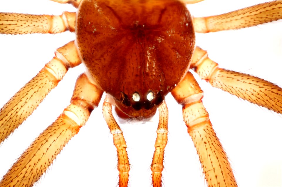 Dorsal View of Steatoda triangulosa