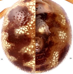 Dorsal (a) and underside (b) view of abdomen of Steatoda triangulosa