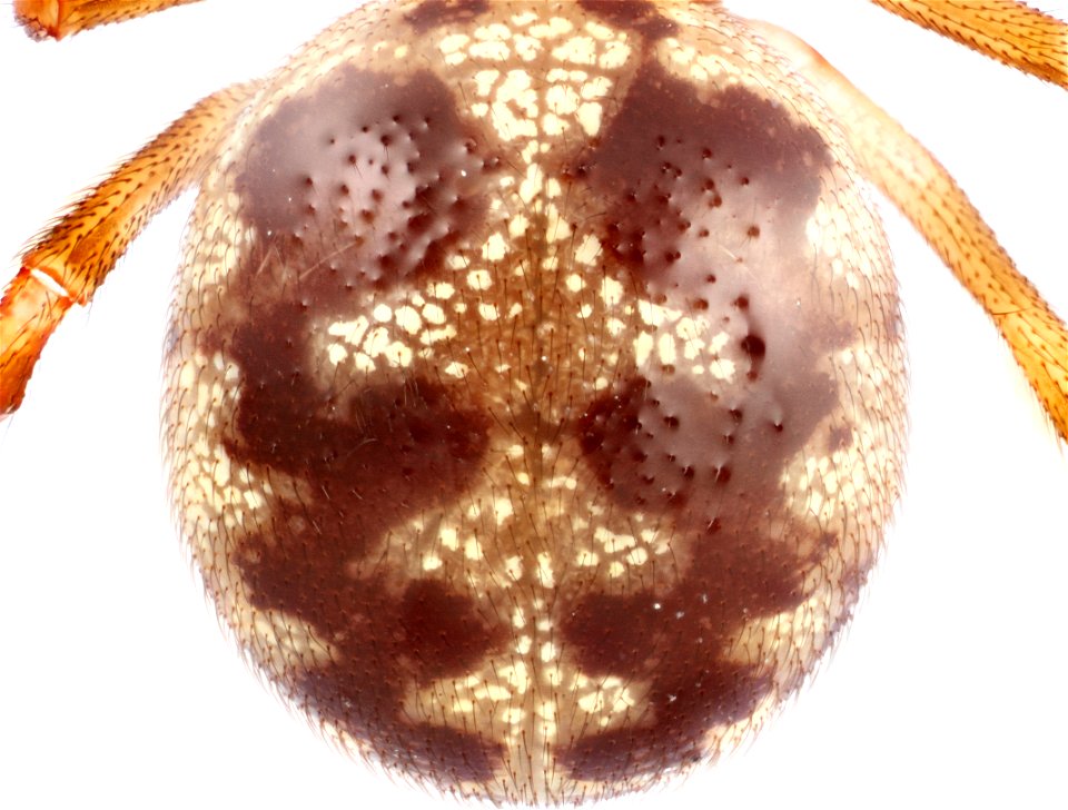 Dorsal view of abdomen of Steatoda triangulosa