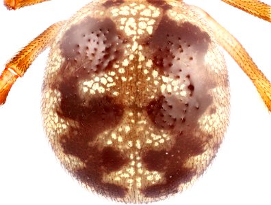 Dorsal view of abdomen of Steatoda triangulosa photo