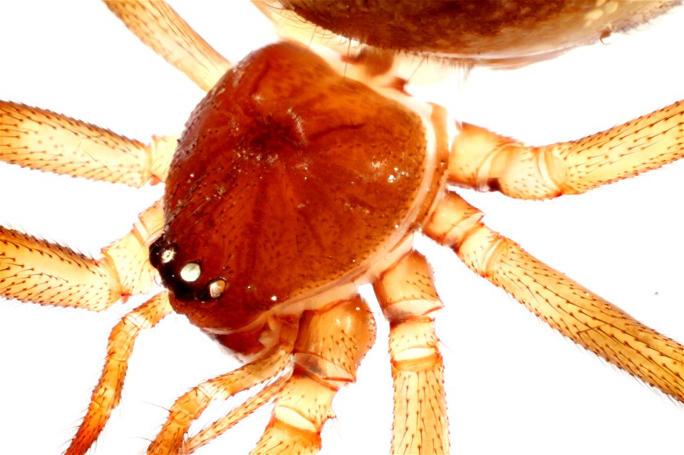 Steatoda triangulosa photo