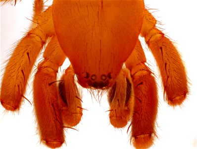 Dorsal View of Ground Spider (Family Gnaphosidae)