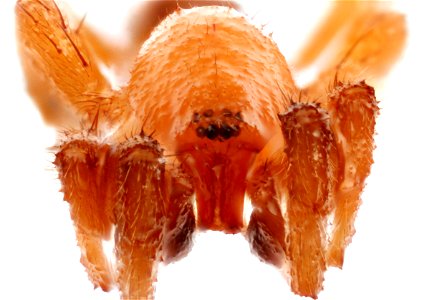 Anterior View of Ground Spider (Gnaphosidae)
