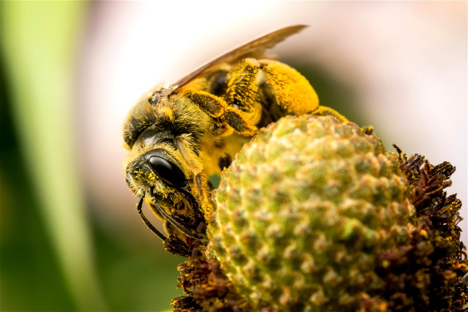 Native bee (Andrena sp.) on coneflower