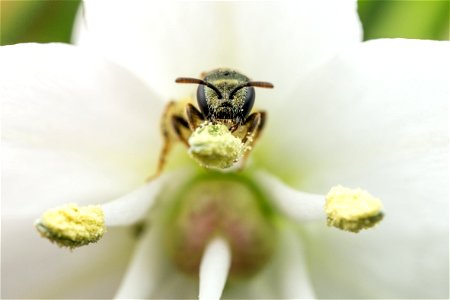 Lasioglossum sweat bee on Allium sp.