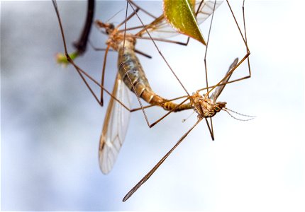 Mating crane flies (Tipulidae) photo