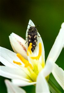 Acmaeodera Jewel Beetle photo