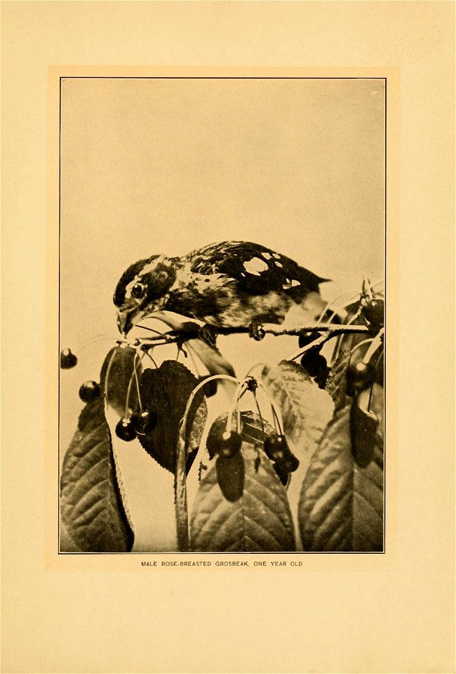 n32_w1150