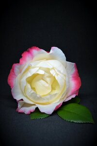 Flower blossom bloom