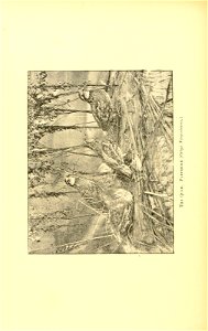 n493_w1150