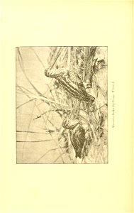 n459_w1150