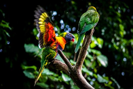 Wildlife wing avian photo