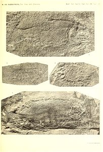 n188_w1150