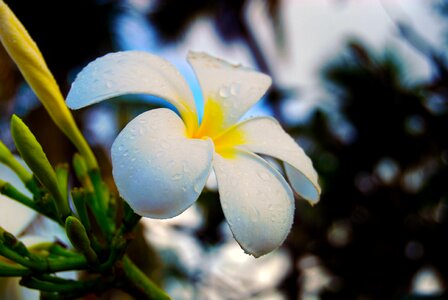 Plant summer exotic