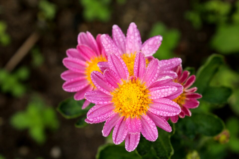 Flower pink figure