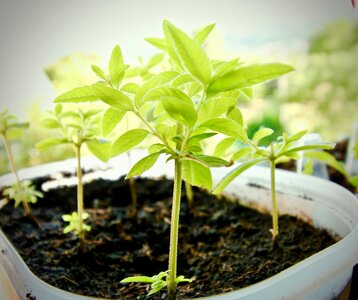 Medicinal plants cuttings aloysia citrodora photo