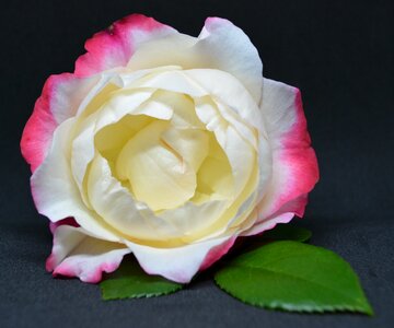 Blossom bloom romantic