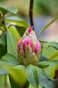 Flower garden bud