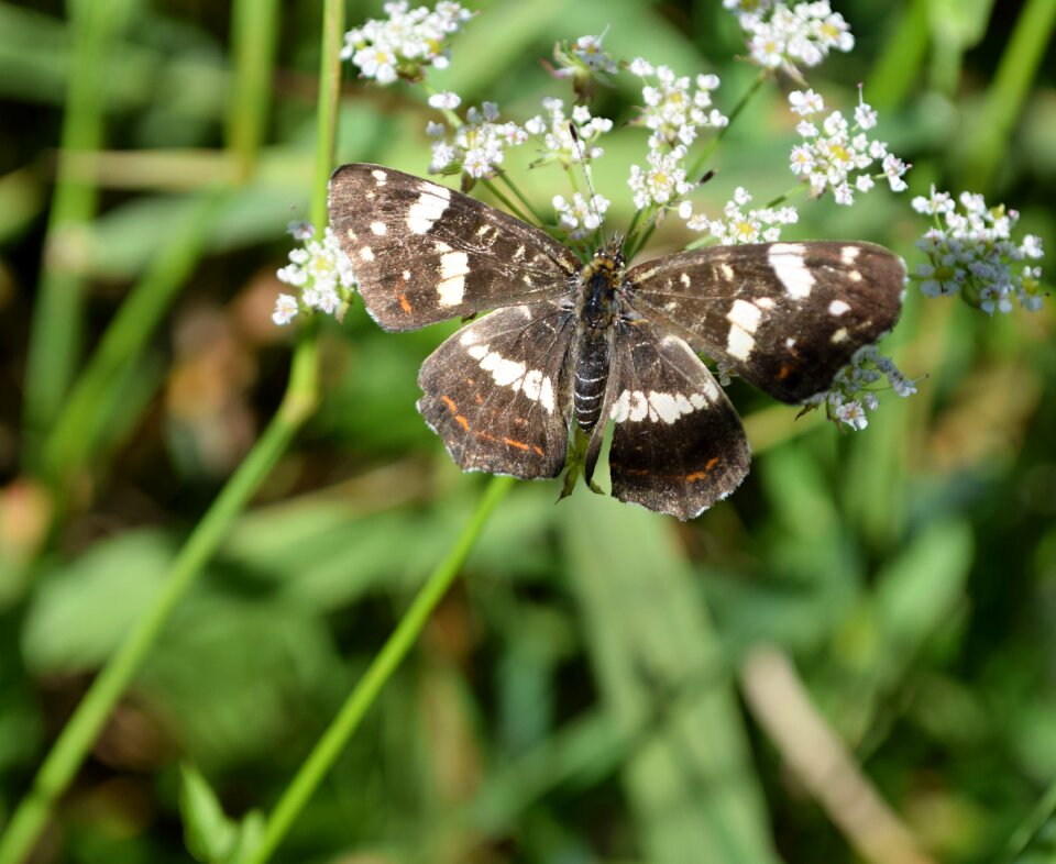 Wings close-up summer