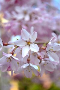 Spring pink blossom