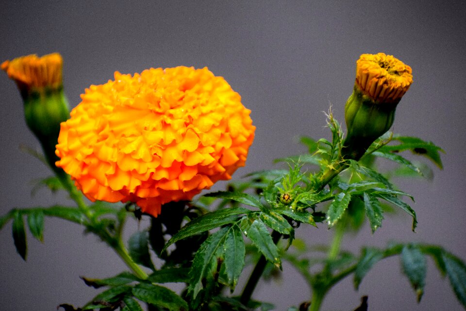 Yellow summer bloom