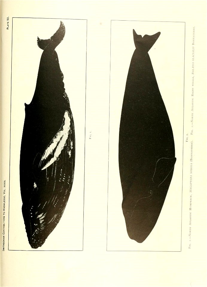 n456_w1150