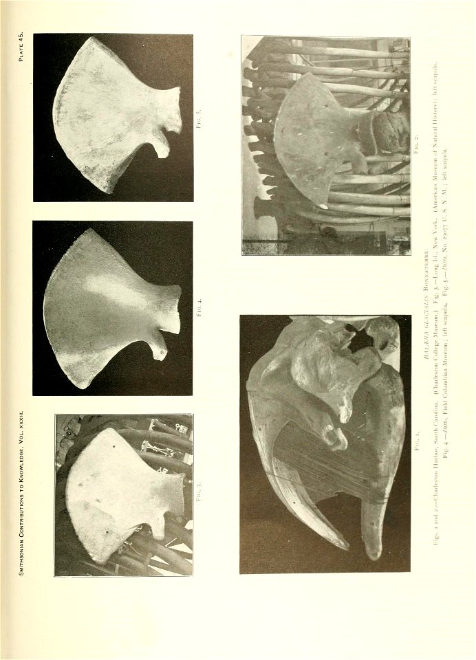 n446_w1150