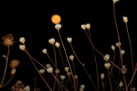 Fullmoon sky plant photo