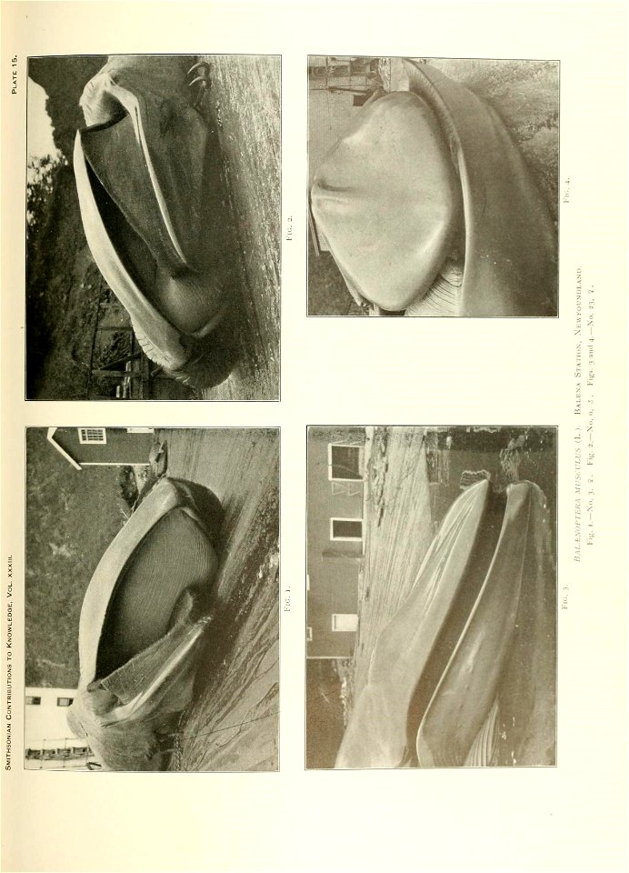 n386_w1150